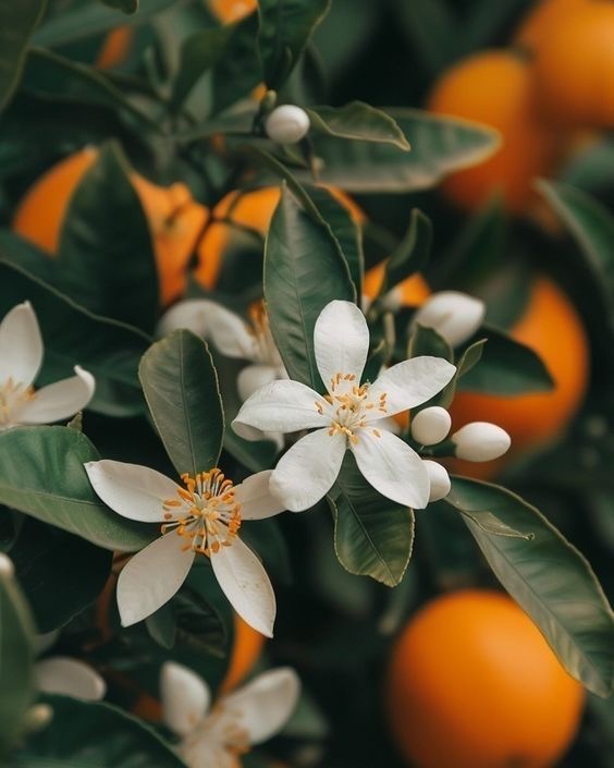 Fiori d'arancio